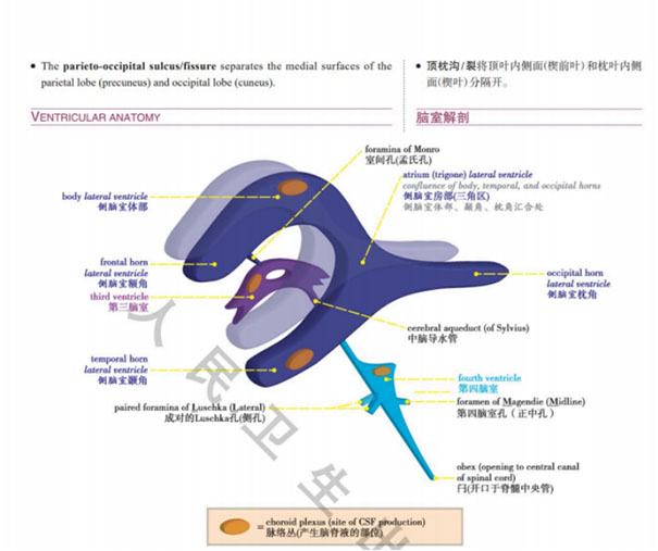 脑血管病科贺迎坤主任参与编译人民卫生出版社《核心放射学》(第二版)中英文对照版重磅出版507.jpg