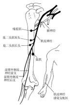 肌皮神经解剖示意图