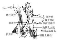 副神经颅外段
